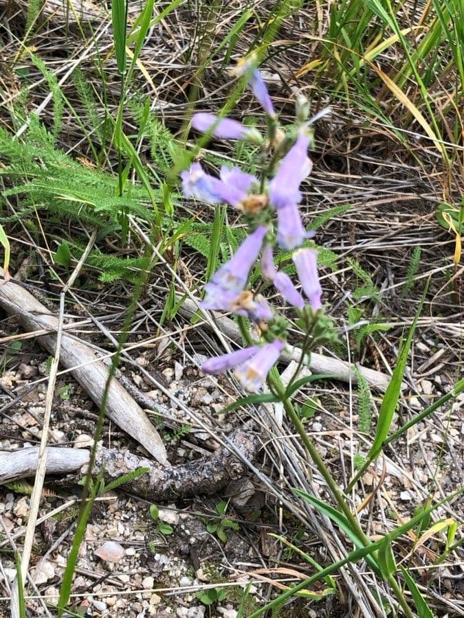 Penstemon gracile