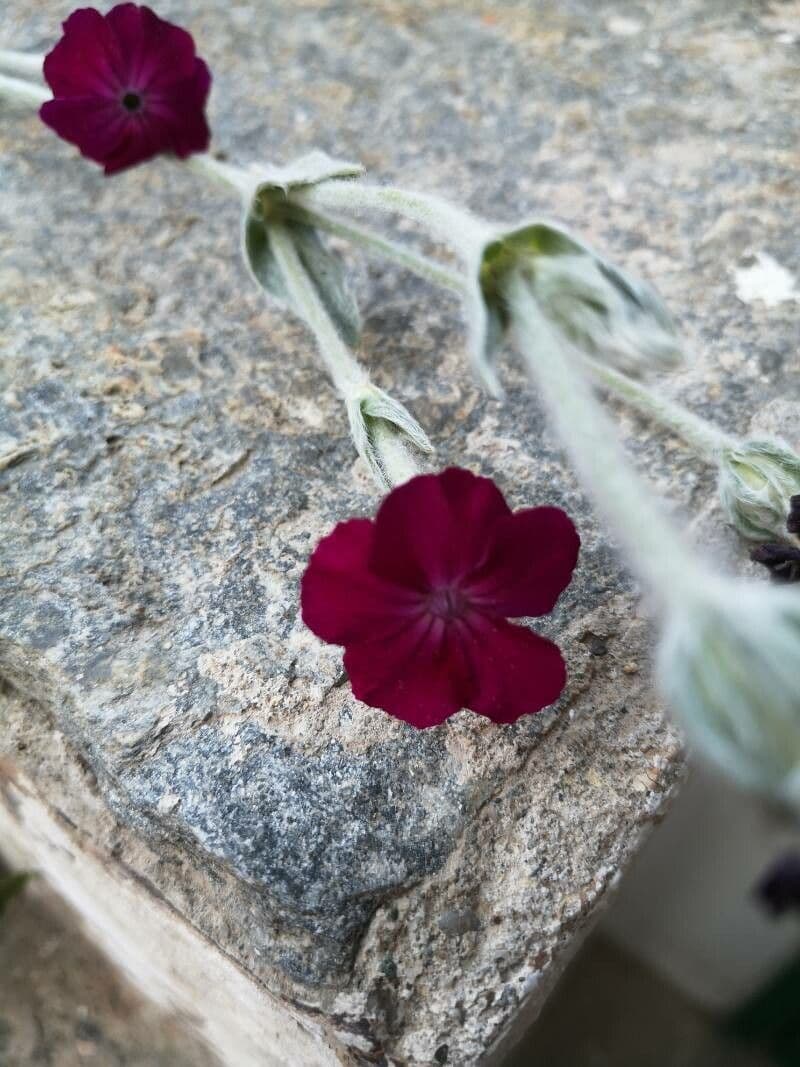 Silene 5