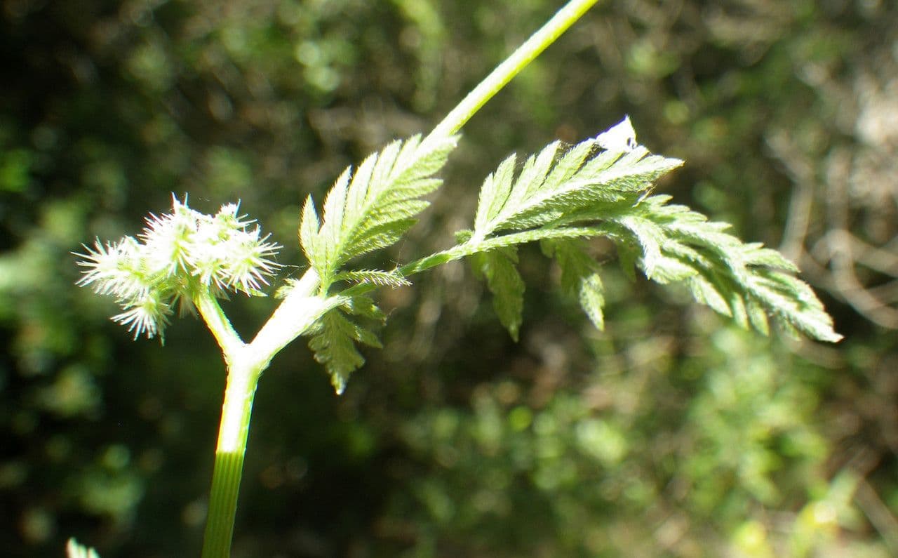 Succowia balearica 20