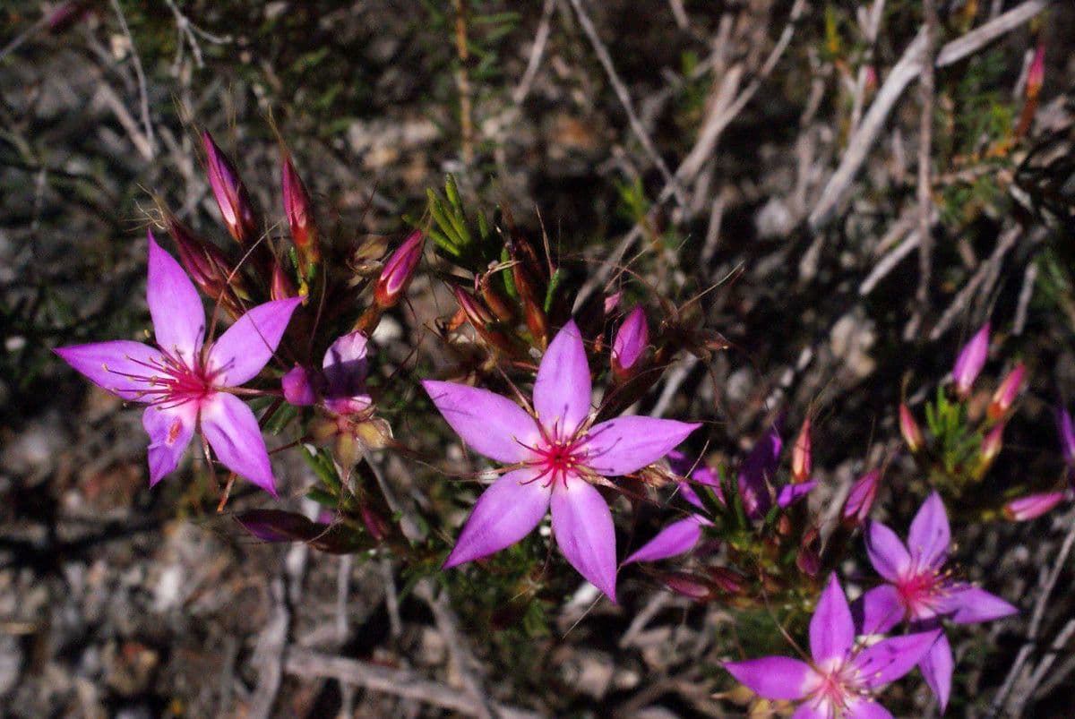 Calytrix 2