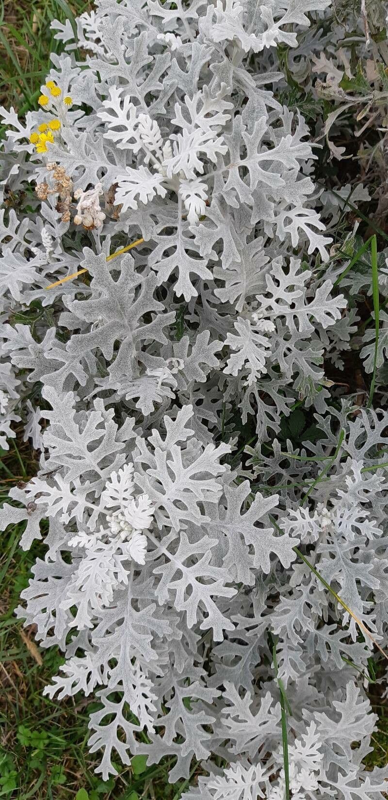 Cineraria 7