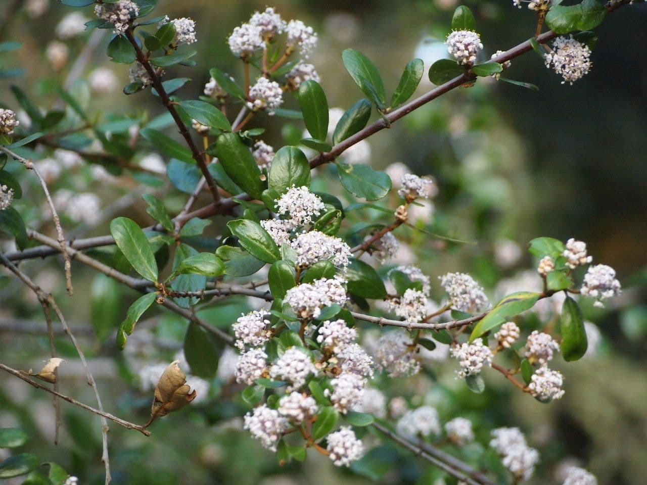 Ceanothus 5