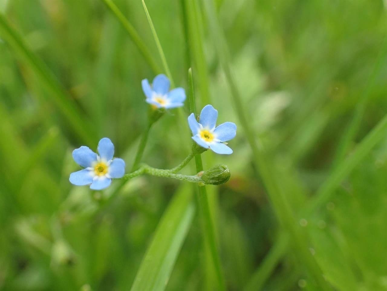 Miosotide lassa 7