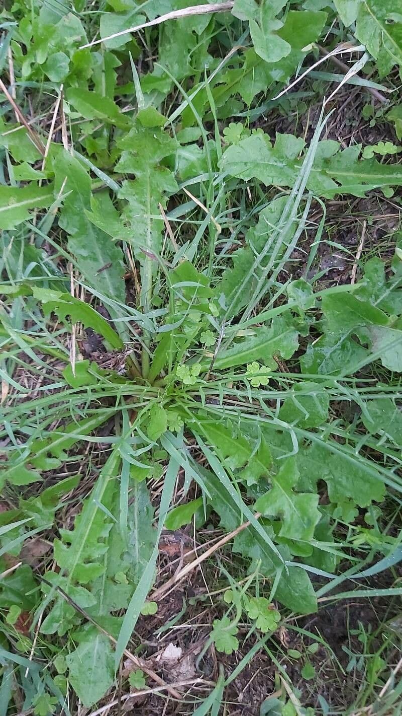 Radicchiella autunnale 20