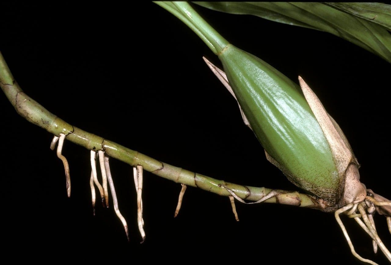 Orchidea nera 9