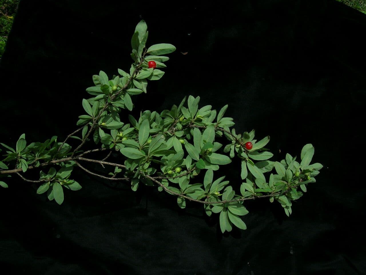 Geißblatt 4