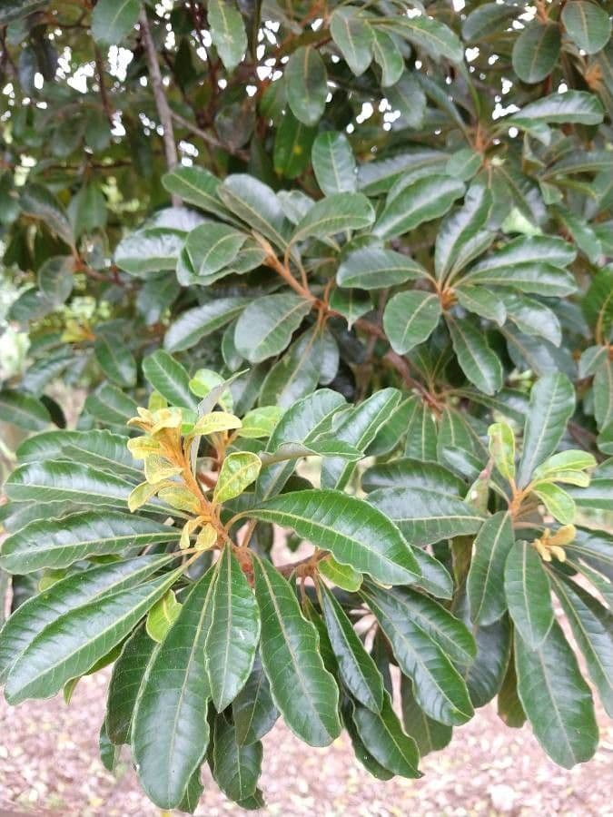 Aspidosperma tomentosum 10