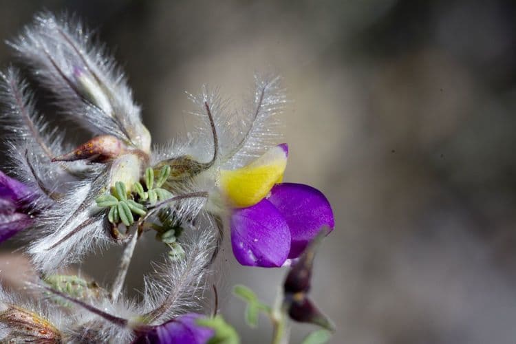 Dalea formosa 3