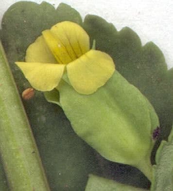 Mecardonia procumbens