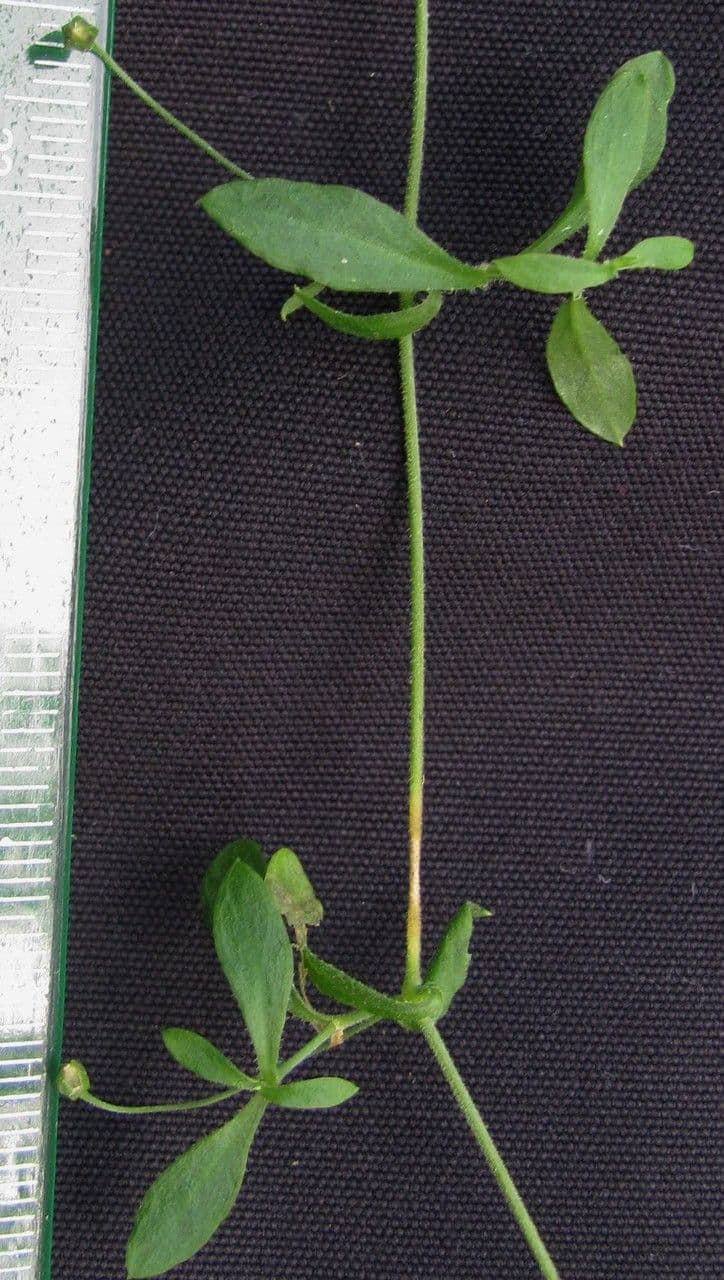 Arenaria lanuginosa 4