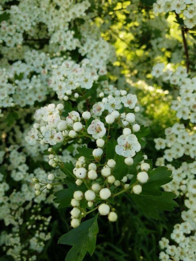 Spirea giapponese 8