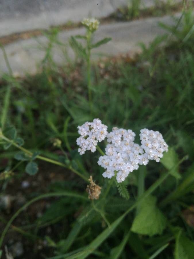 Achillée millefeuille 27