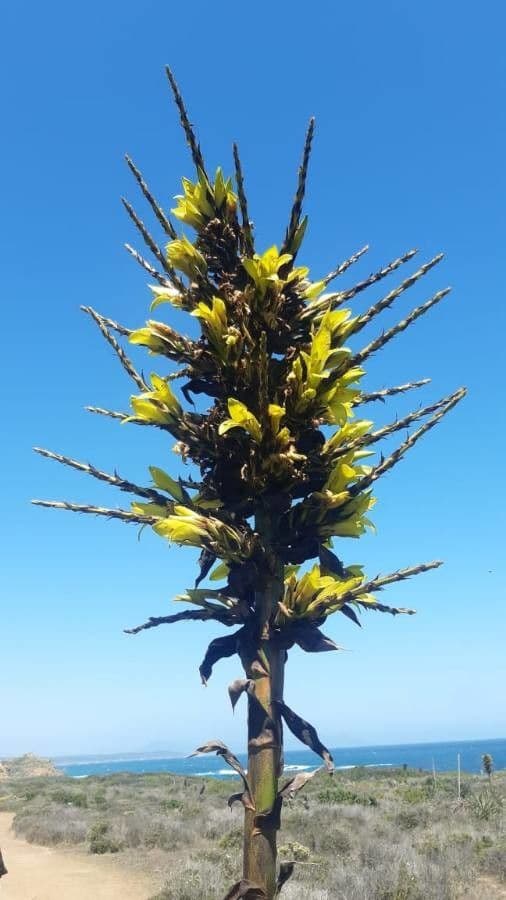 Puya 4