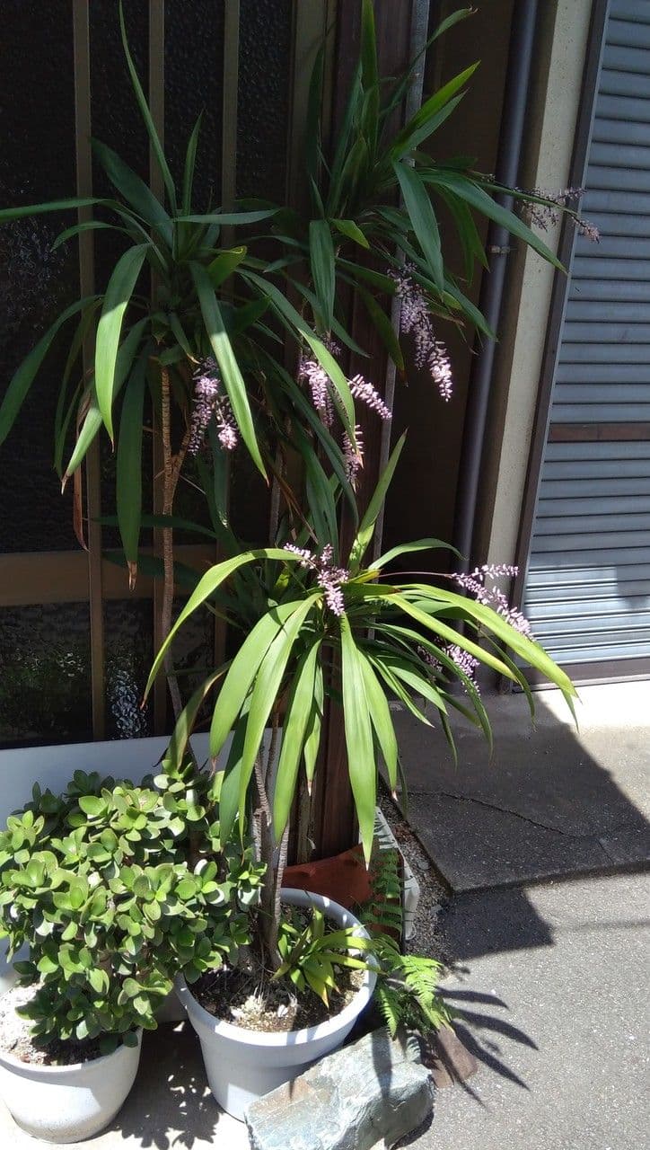Cordyline stricta 9