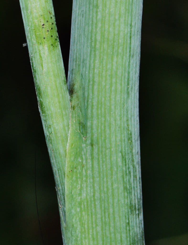 Grüner Aronstab 23