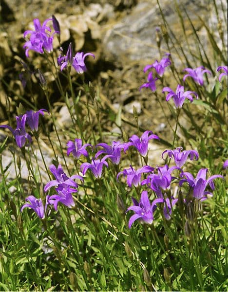 Campanula 5