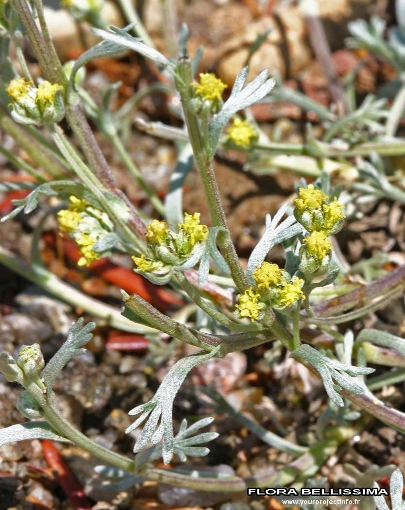 Artemisia a ombrella 23