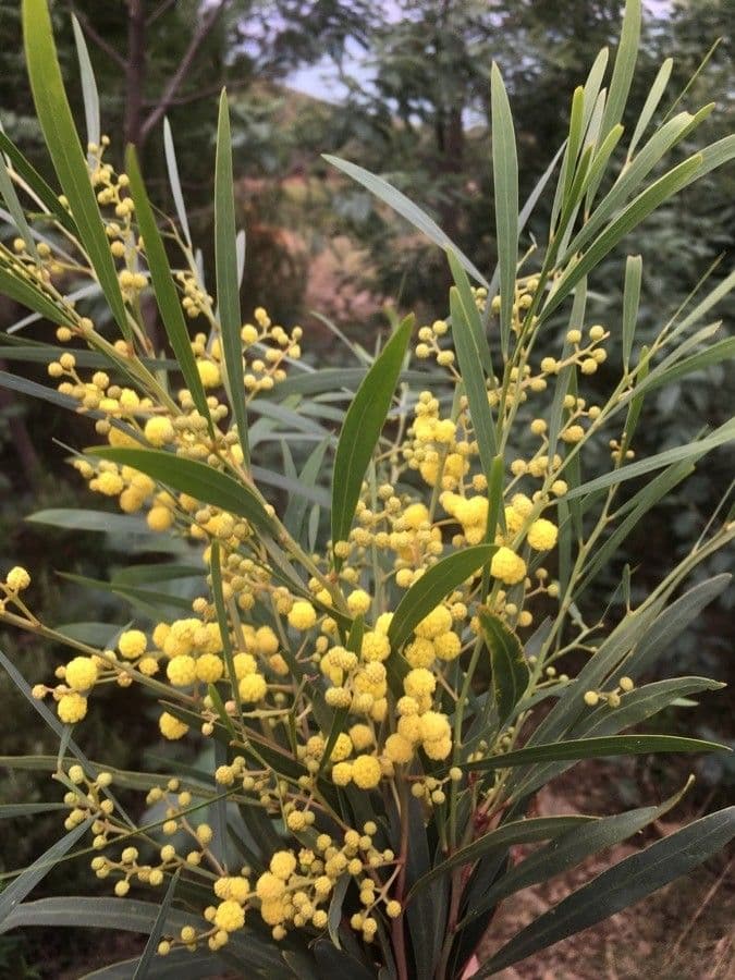 Mimosa dorata 6