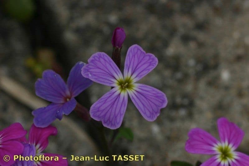 Malcolmia flexuosa