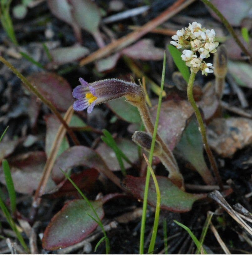 Saxifrage de nidification 2
