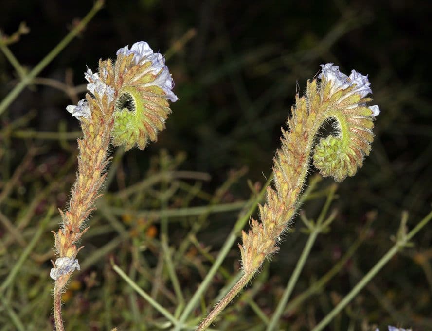 Facelia distante 8