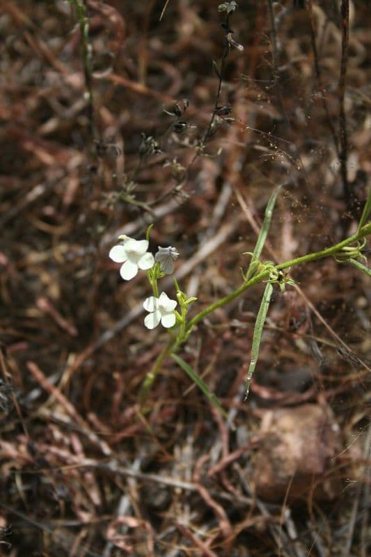 Striga 11