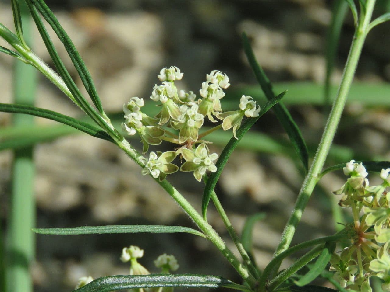 Asclepias lineare