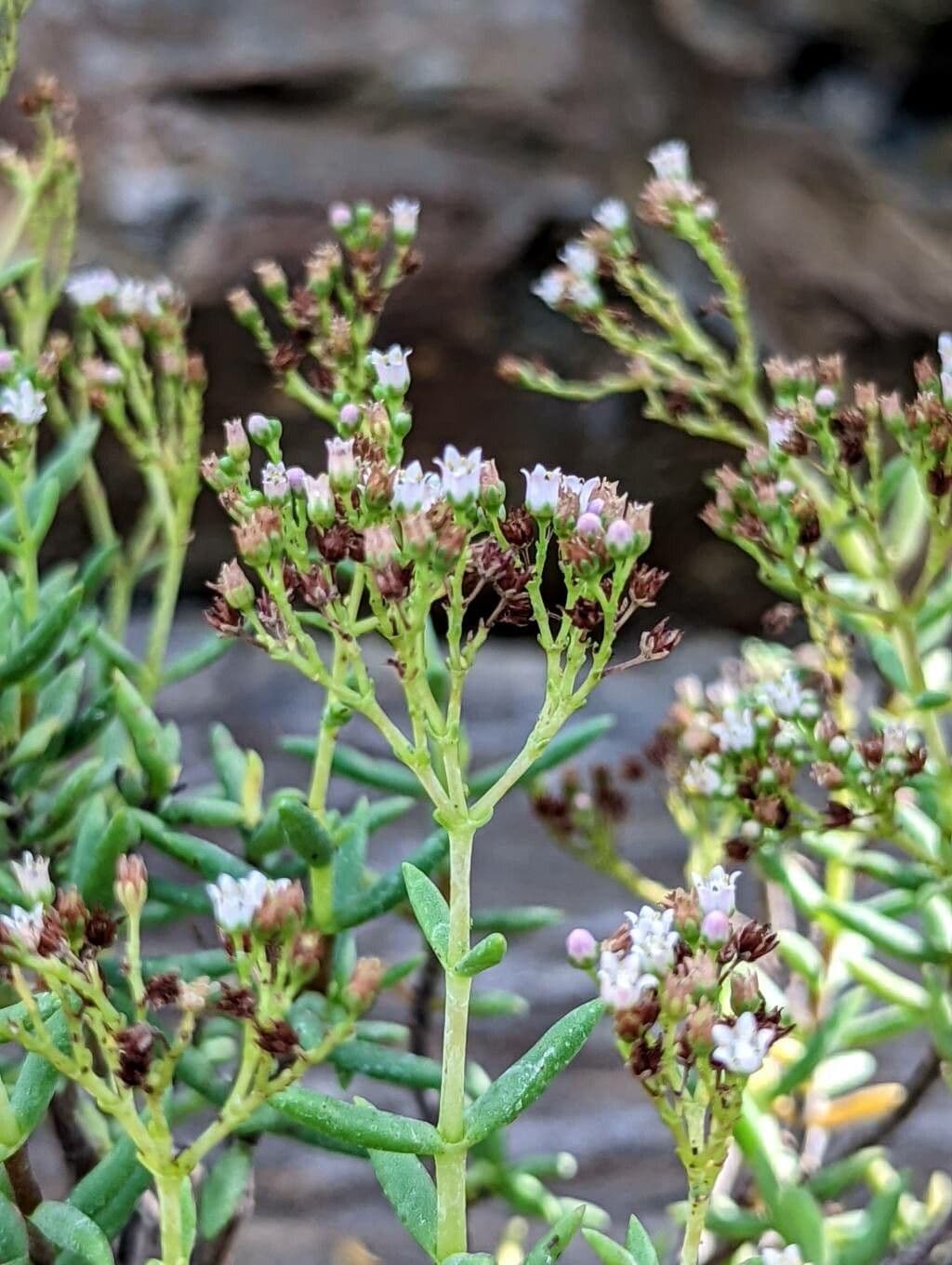 Crassula