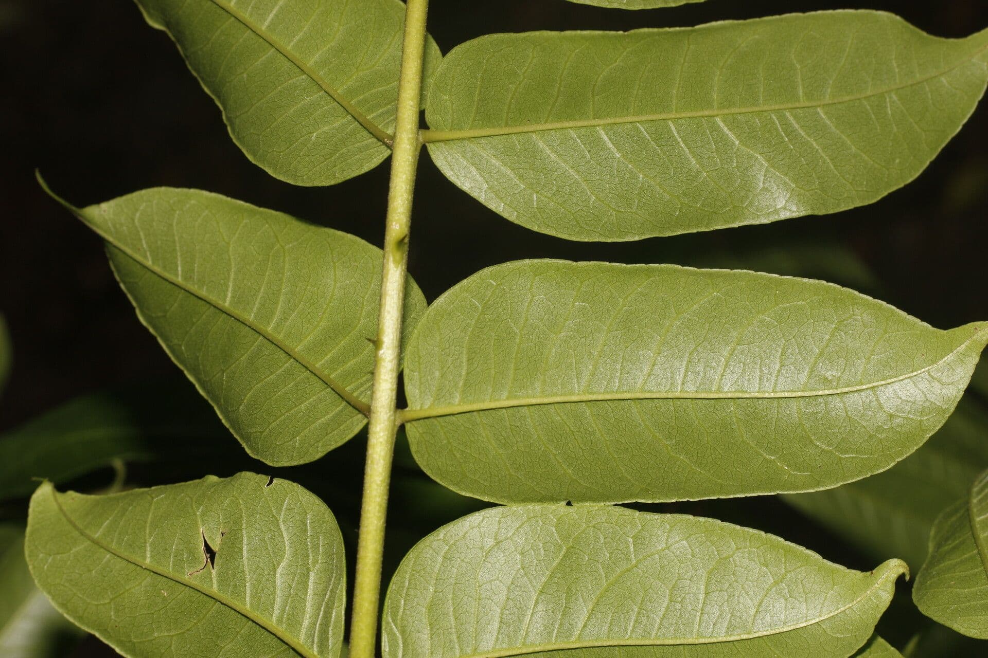Zanthoxylum