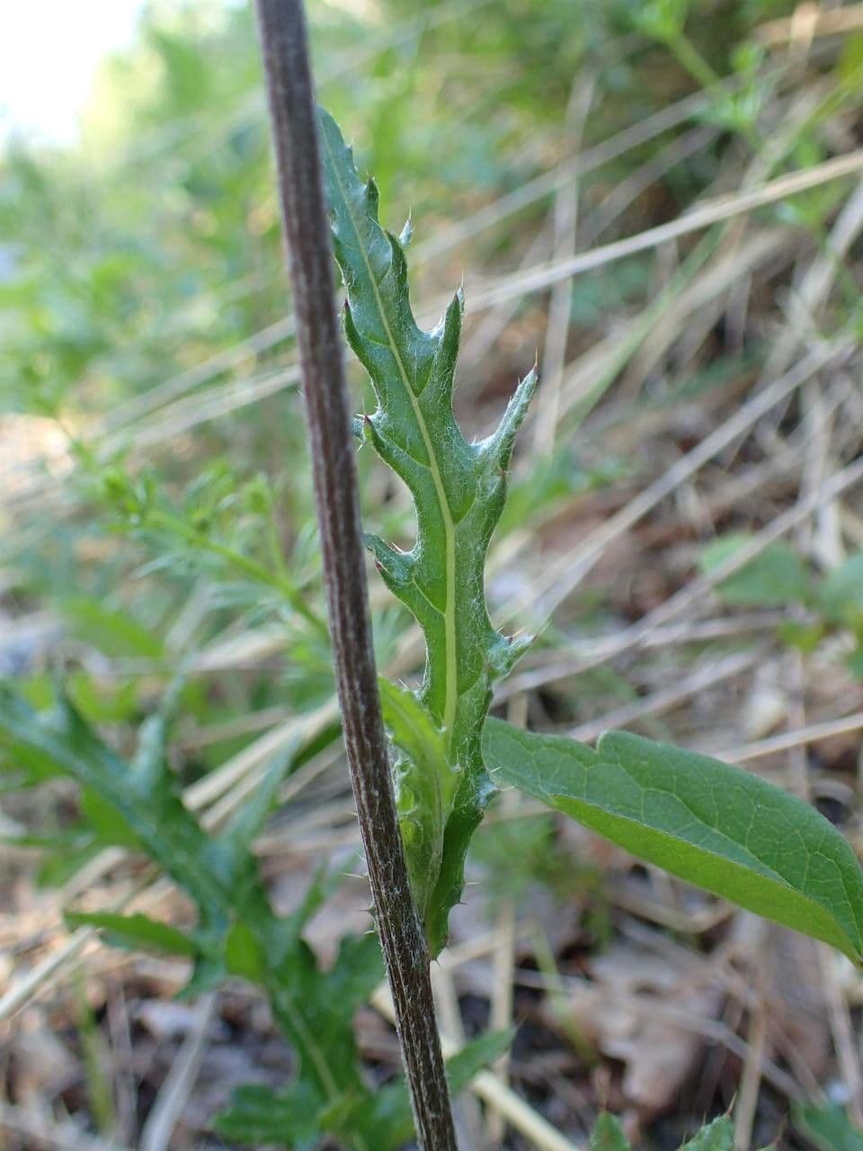 Knollen-Distel 24