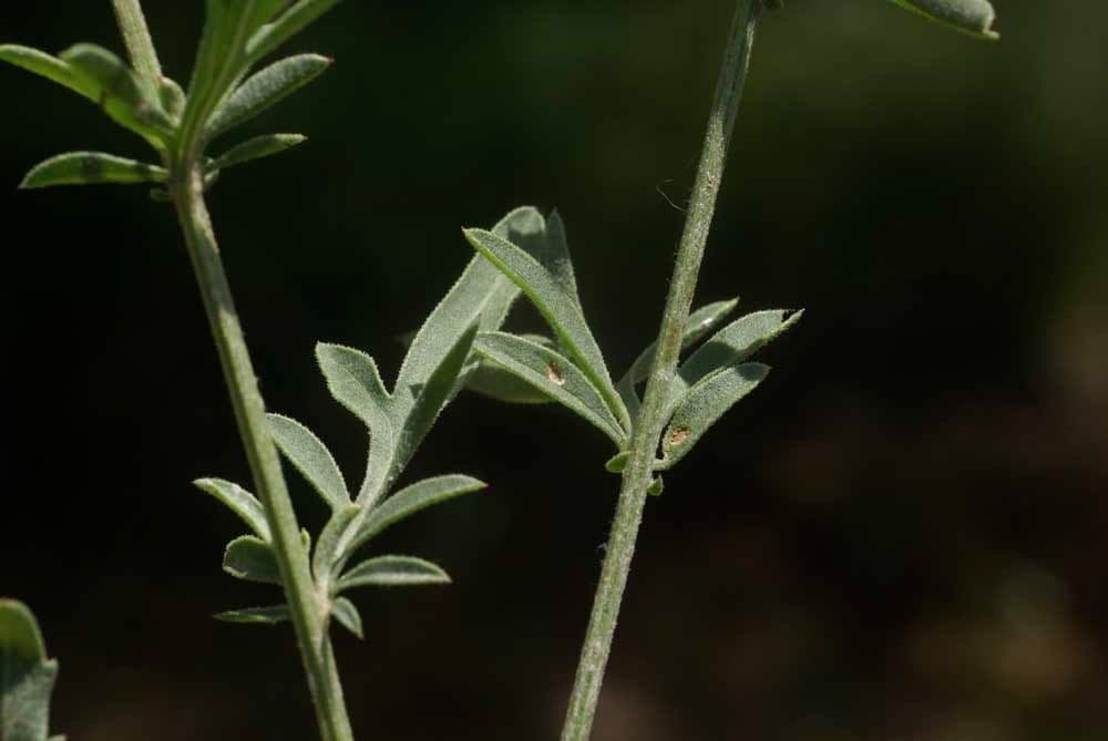 Centaurea collina 28