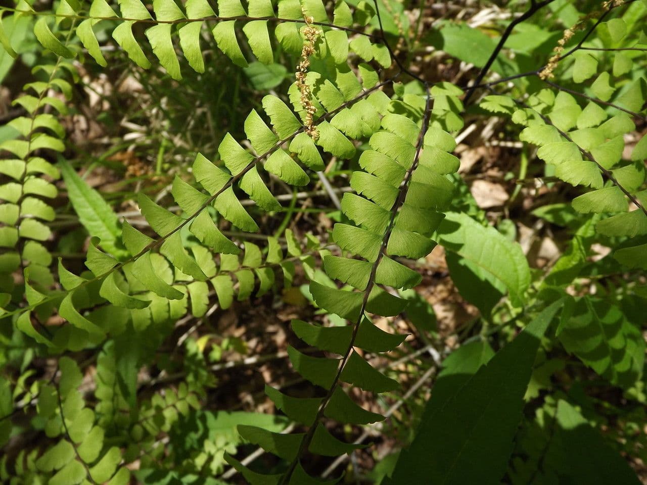 Pfauenradfarn 11