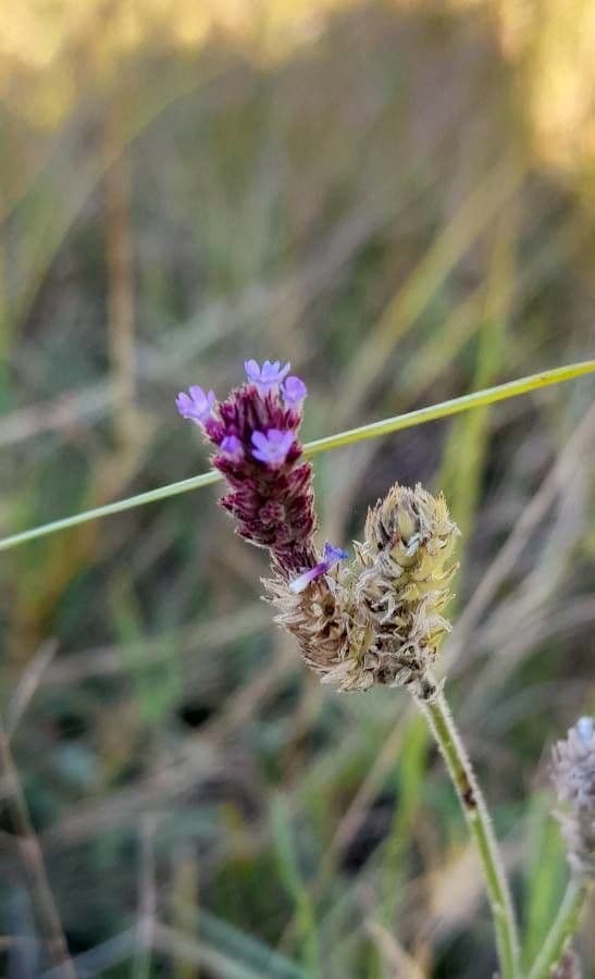 Verbena litorale 3
