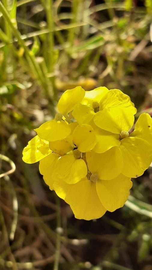 Erysimum rhaeticum 5