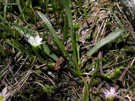 Lewisia nana 10