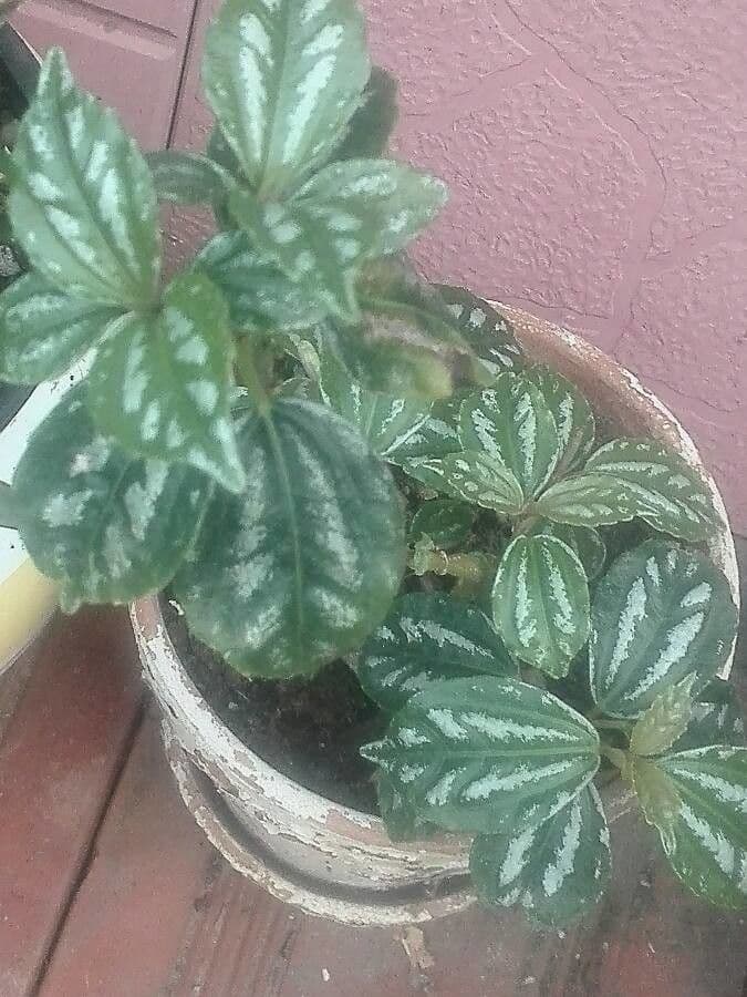 Pilea 27