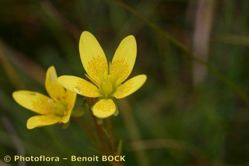 Sassifraga hirculus 16
