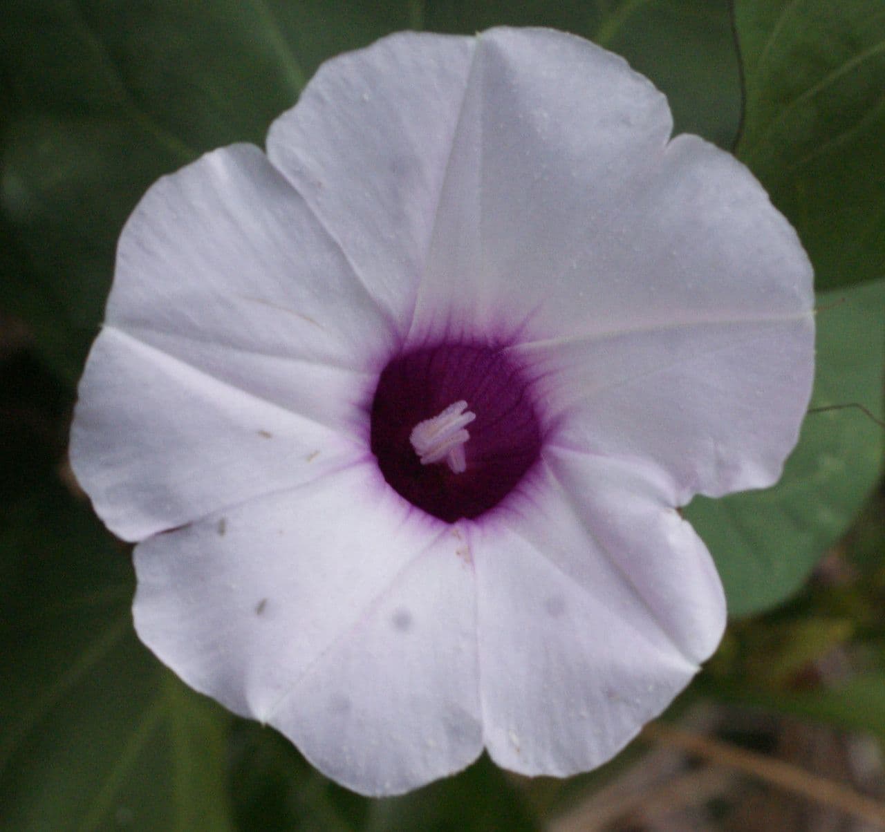 Ipomea carnosa 7