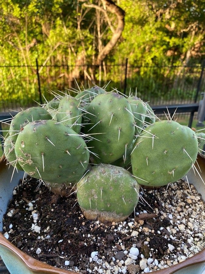 Nopal 13