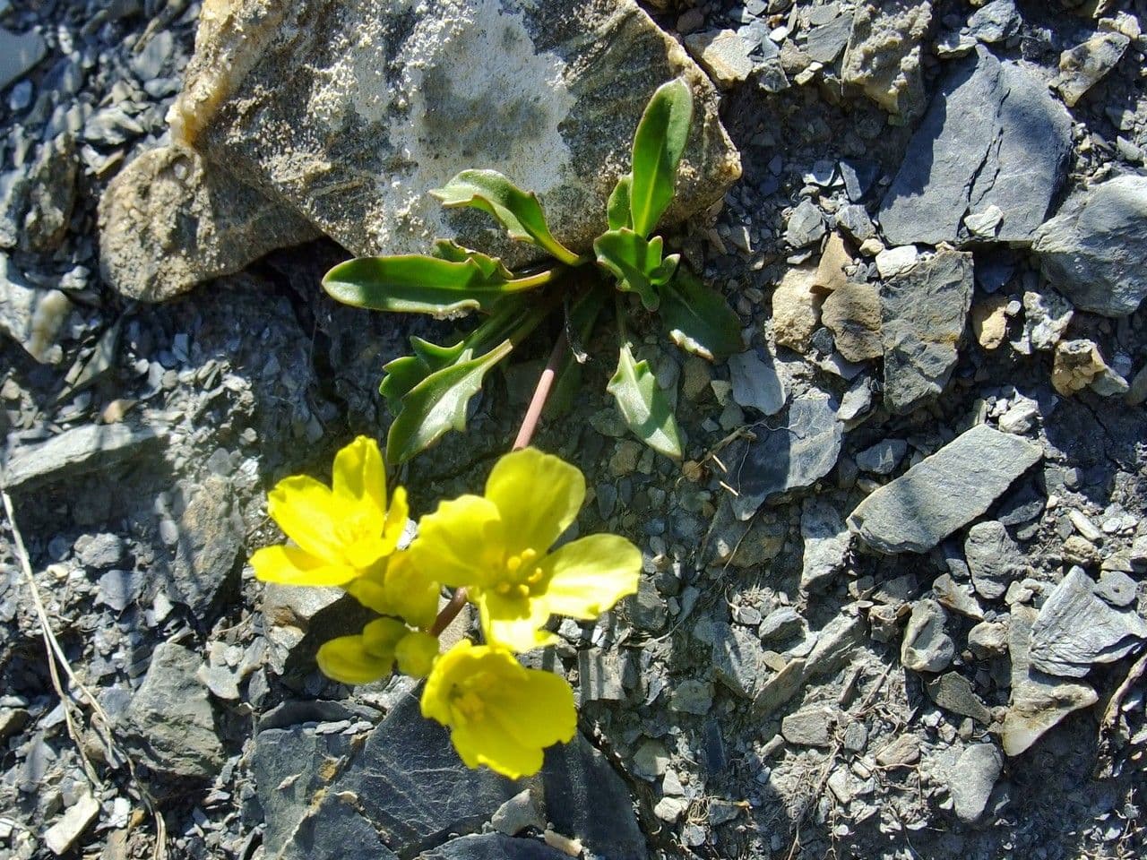 Brassica repanda 12