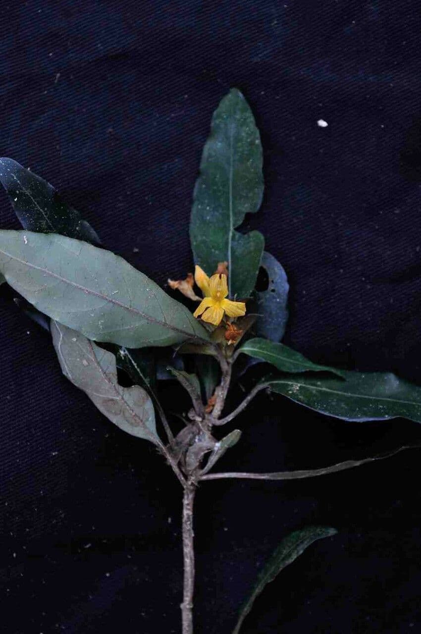 Aphelandra
