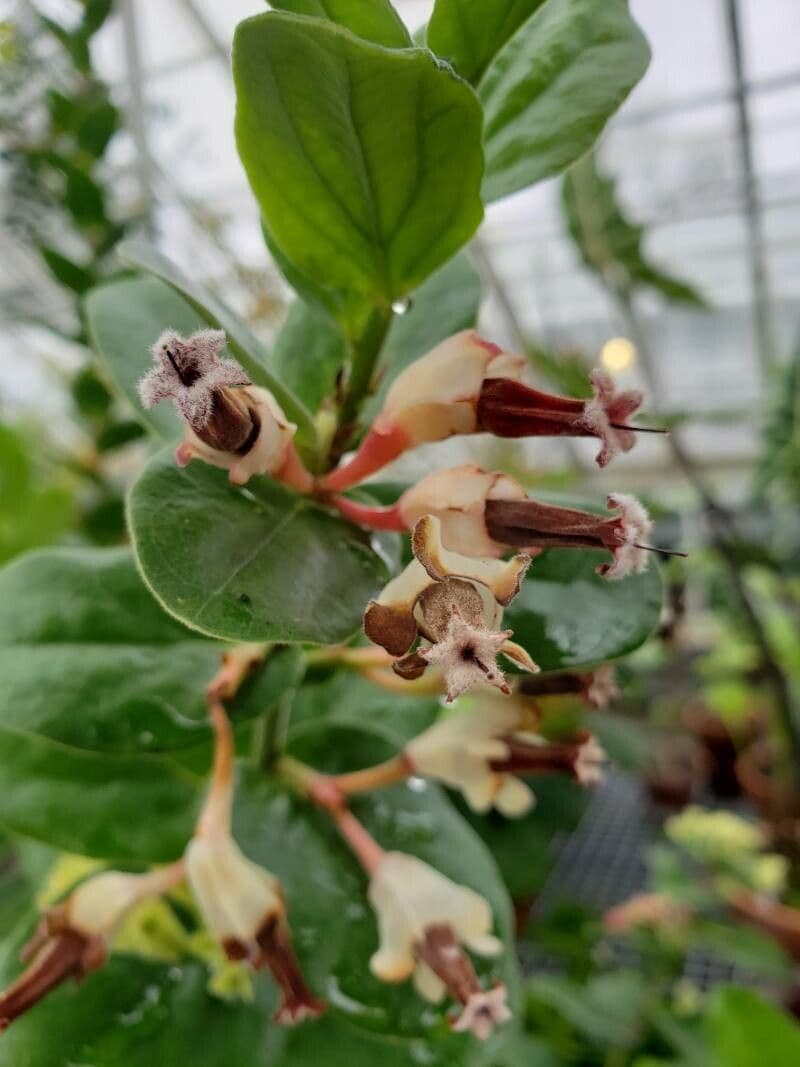 Macleania 5