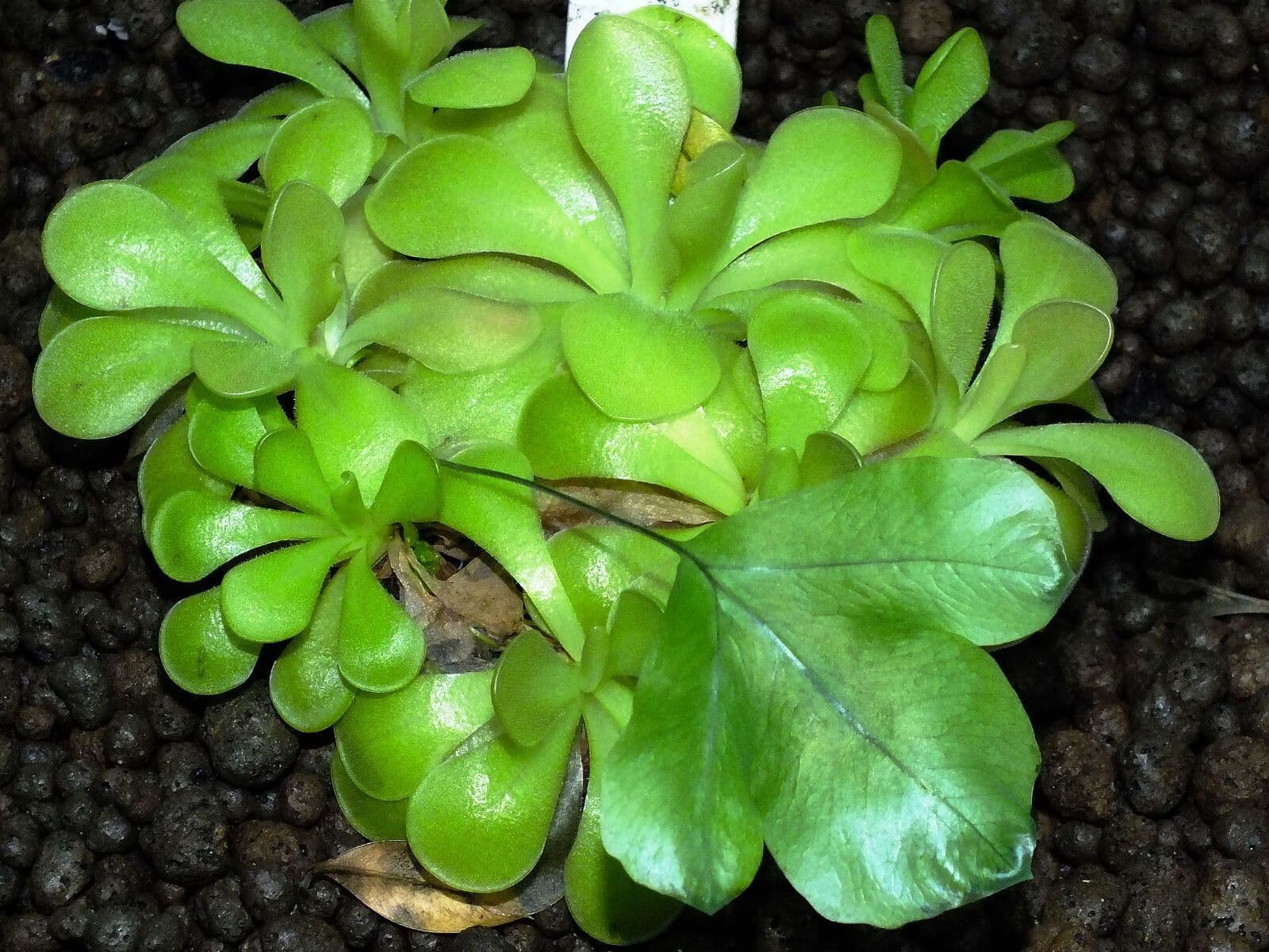 Erba unta 11