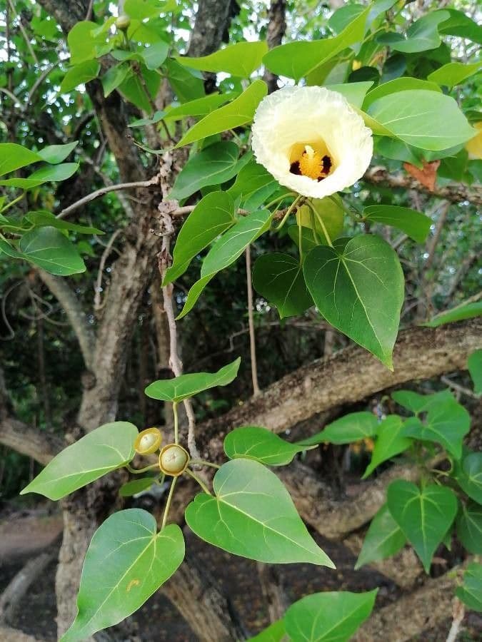 Pappelblättrige Hibiskus 7