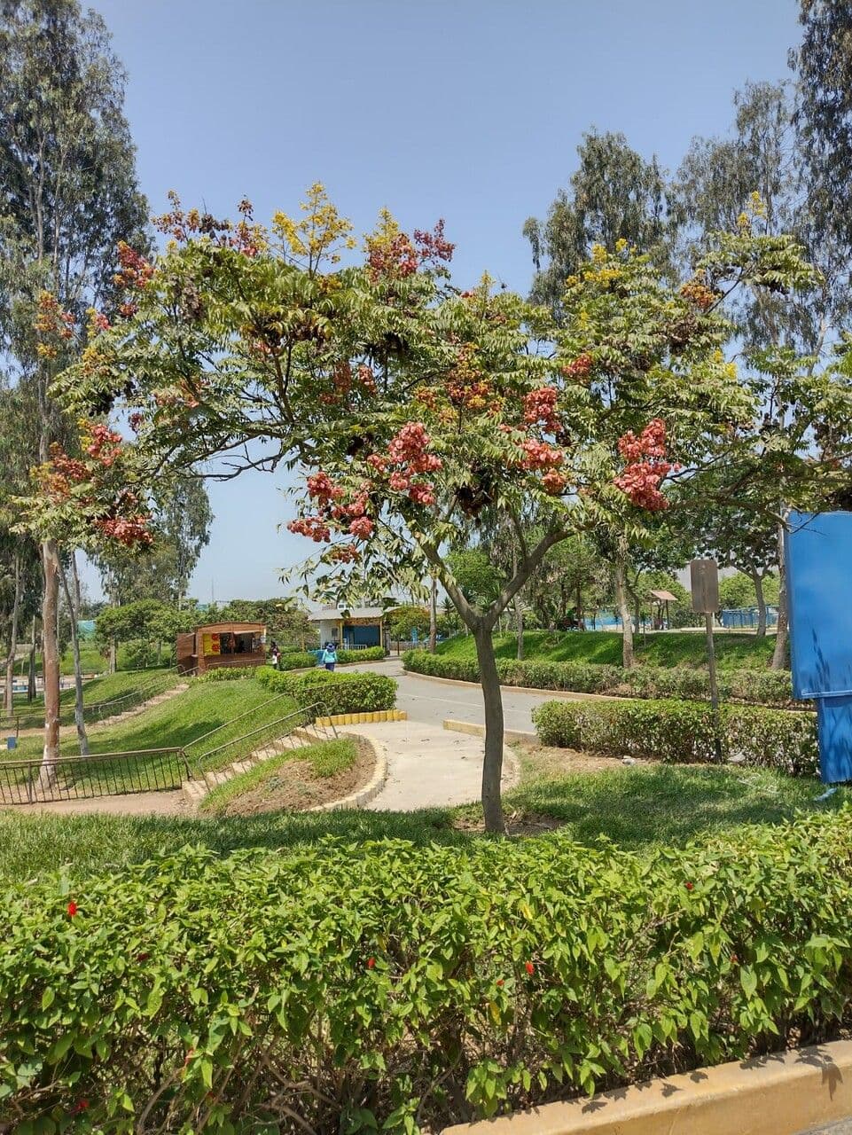 Chinesischer Lackbaum