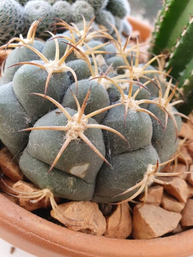 Gymnocalycium 2