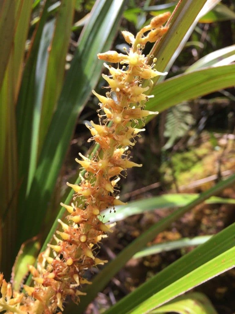 Astelia hemichrysa 9