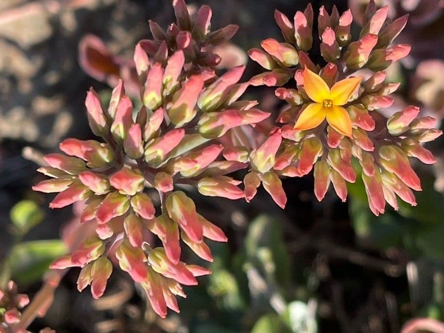 Rundblättrige Kalanchoe 5
