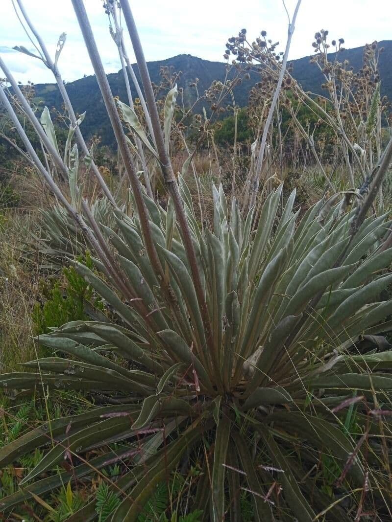 Frailejón 8