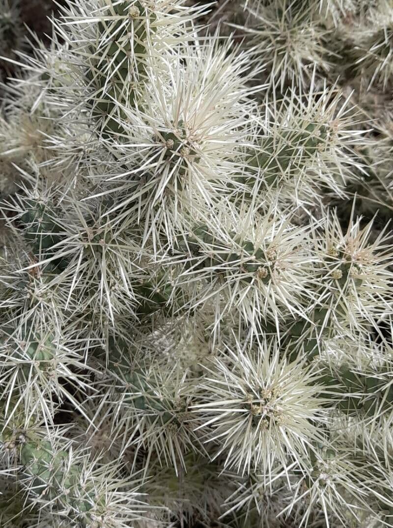 Ummantelte Cholla 16